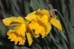 20090415-_MG_4704.jpg